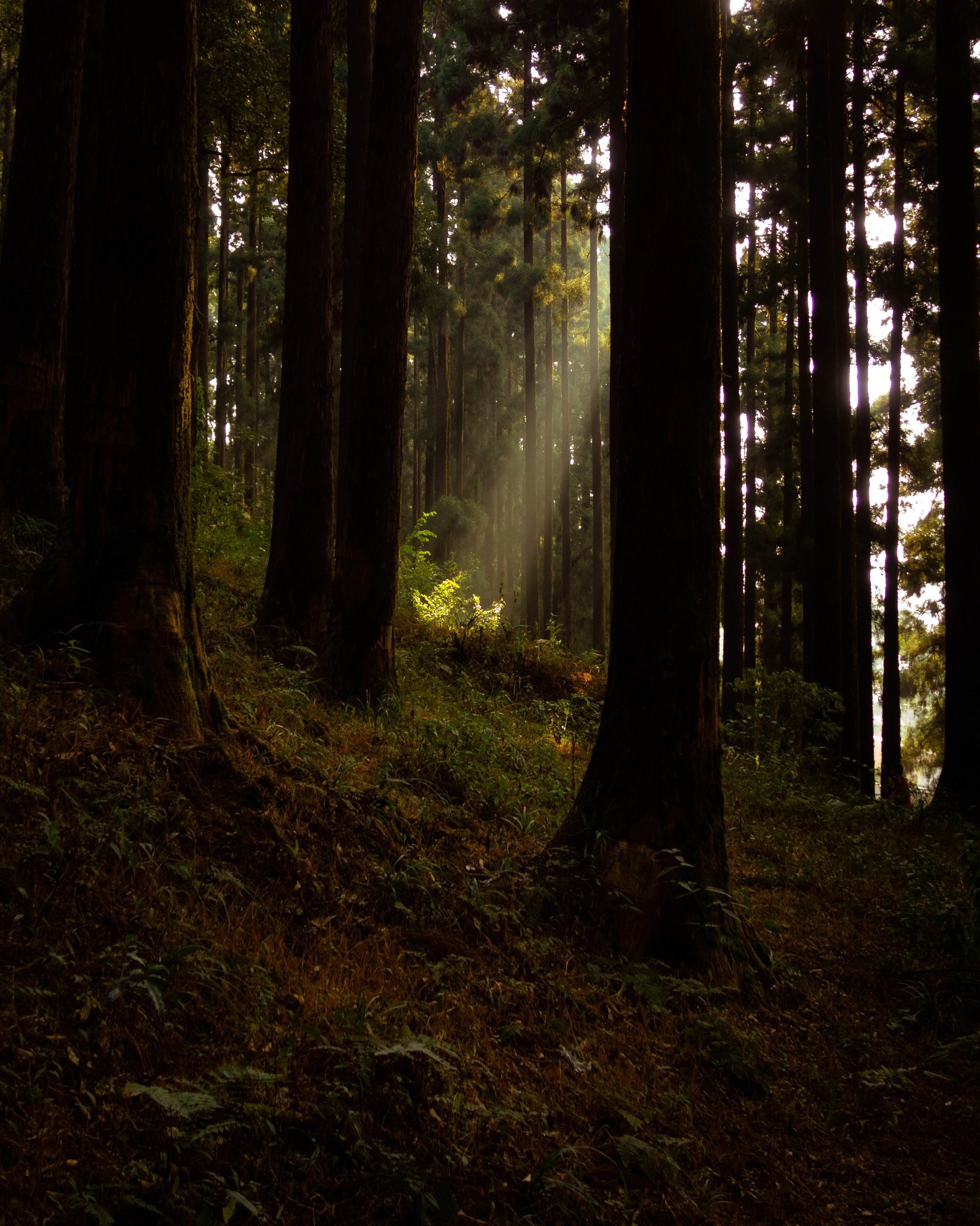Red Zone Series Image 10
